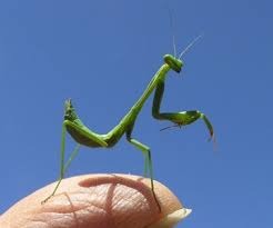 カマキリ