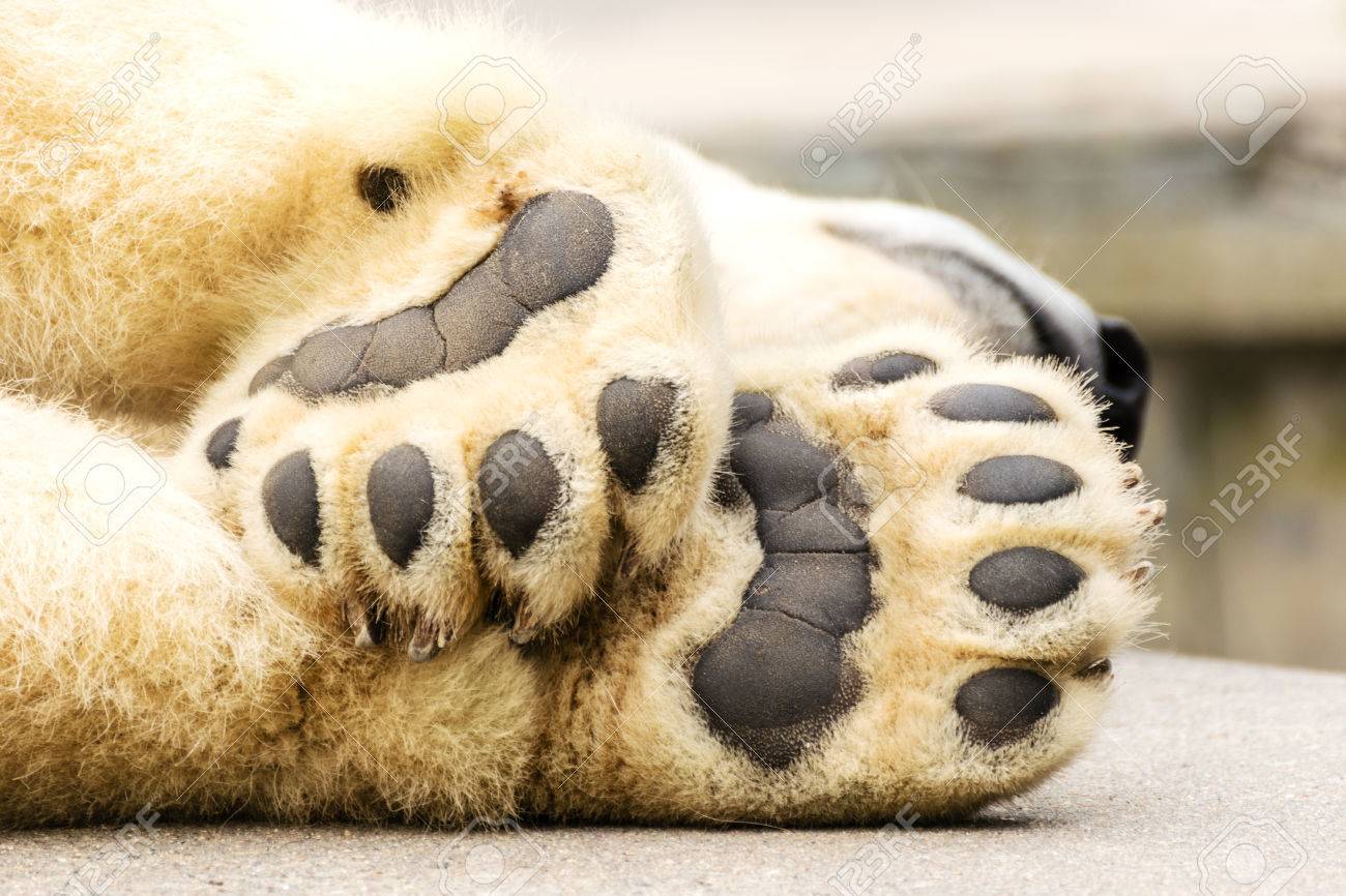 67765169-シロクマの足。ホッキョクグマ。北極の野生動物