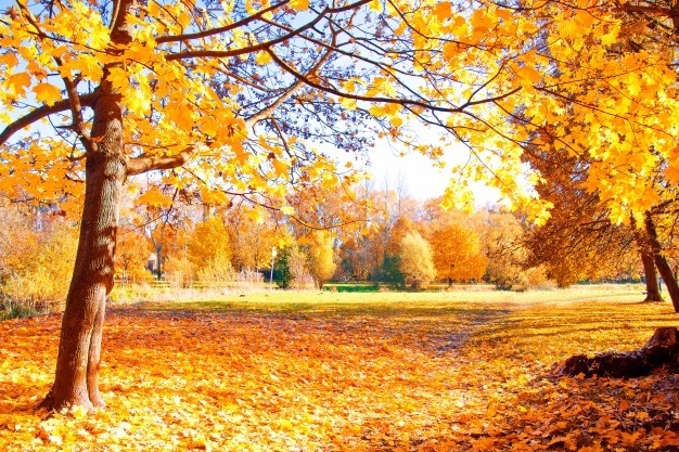 autumn-scenery_1204-341