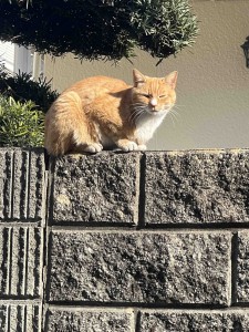 line_oa_chat_260316_140311