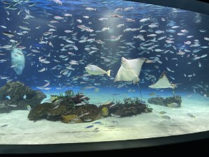 サンシャイン水族館の写真2