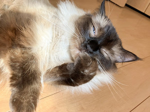 line_oa_chat_260809_114849_group_1