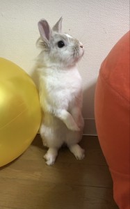うさぎ3