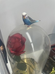 事務所　インコ！