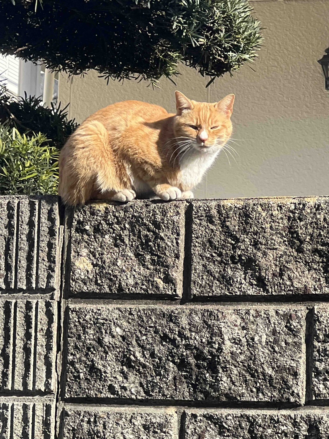 line_oa_chat_260316_140311